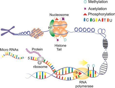 Epigenetics And Cancer