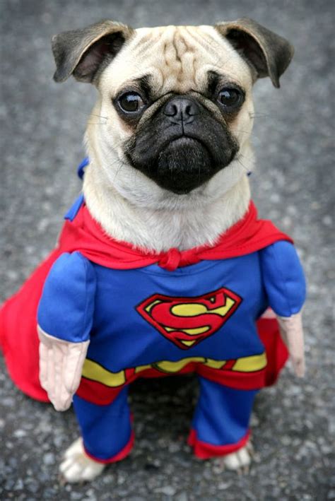 Super pug, lindas, perros, graciosas, héroes, i4, maravilla, súper ...