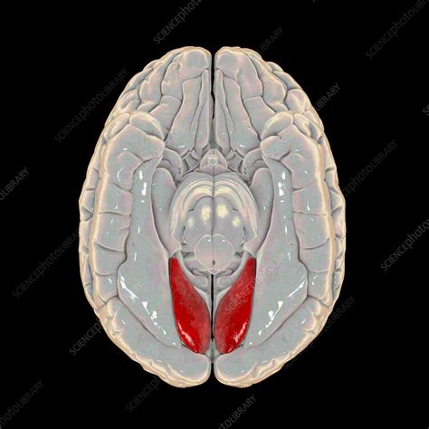 Human brain with highlighted lingual gyrus, illustration - Stock Image ...