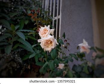 Ethiopian African Roses Stock Photo 1357595321 | Shutterstock