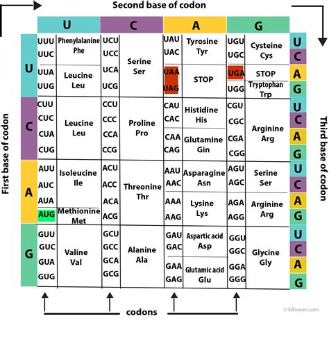 Rna Amino Acid Chart