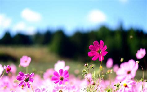 Flower Desktop Backgrounds Pictures - Wallpaper Cave