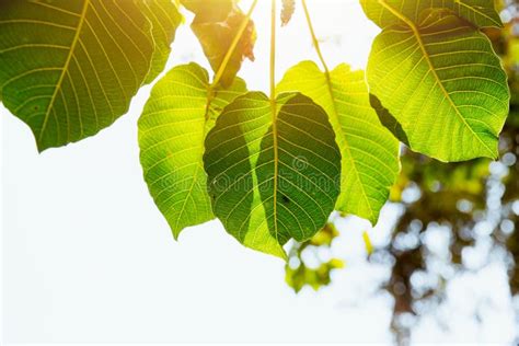 Bodhi leaf stock photo. Image of symbolic, decorative - 22927554