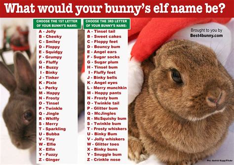 Best Names For Rabbits As Pets | ABOUT PETS