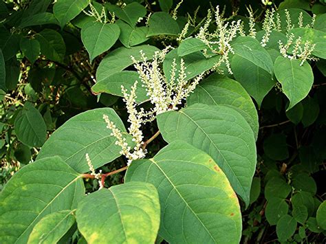 japanese knotweed Japanese knotweed invasive plants flower - Oxilo