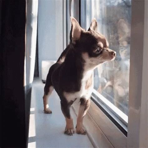 Chihuahua Barking GIF - Chihuahua Barking Puppy - Discover & Share GIFs