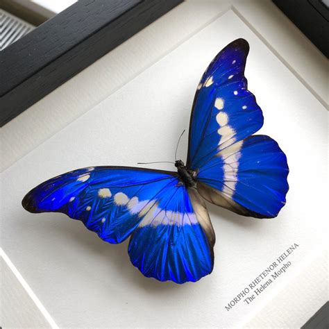 Helena Morpho Butterfly in Baroque Style Frame (Morpho rhetenor helena ...