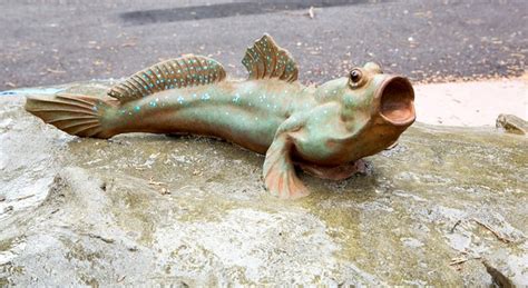 Mudskipper - San Francisco Zoo & Gardens