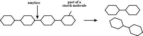 The diagram shows the action of amylase.What is the function of the ...