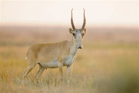 Saiga Antelope Facts, Habitat, Extinction, Life Cycle, Baby, Pictures