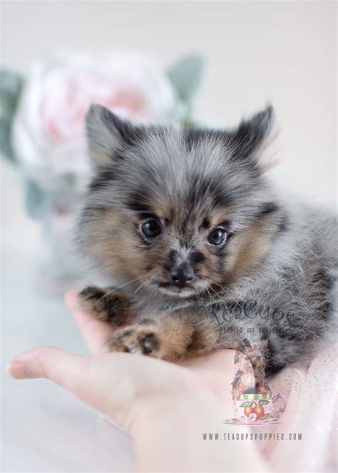 Adorable Teacup Pomeranian Puppies for Sale | Teacups, Puppies & Boutique