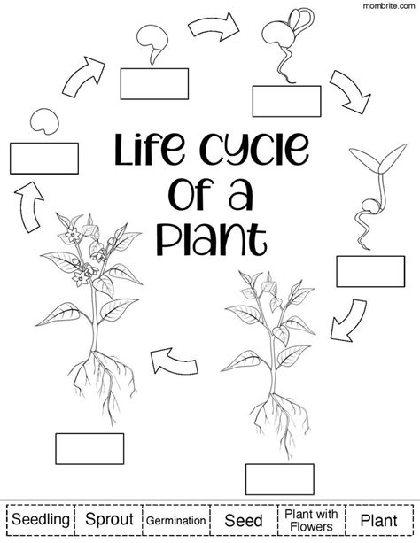 Plant Life Cycle for Kids | Free Worksheets