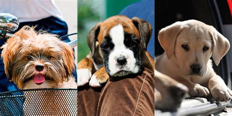 These are the top 10 family friendly dog breeds