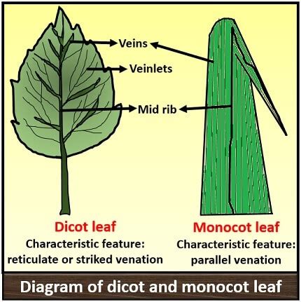 Dicot Leaf