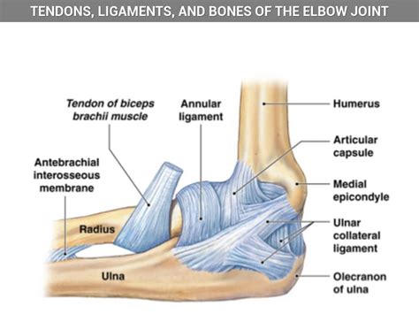 Diagram Of Elbow Tendons And Ligaments