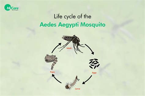 Dengue Mosquito Life Cycle