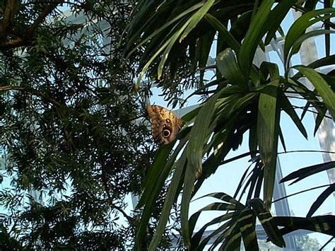 Niagara Parks Butterfly Conservatory Pictures