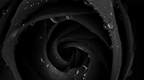 Dark Roses Wallpapers - Wallpaper Cave