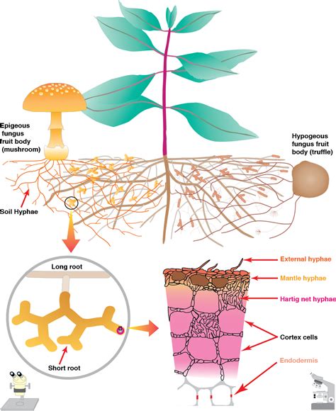 Mycorrhizae Diagram