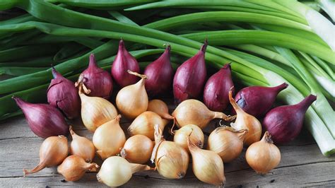 Shallots Vs. Green Onions: What's The Difference?