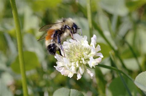 Bee Pollination Photograph by Lawrence Lawry - Fine Art America