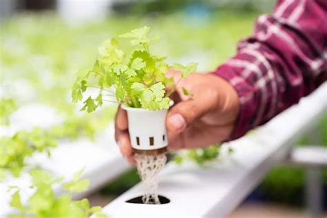 How To Grow Hydroponics For Beginners - RightFit Gardens