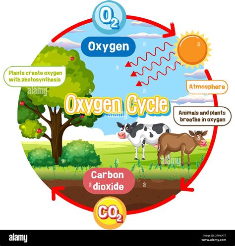 Oxygen Cycle Diagram for Science Education illustration Stock Vector ...