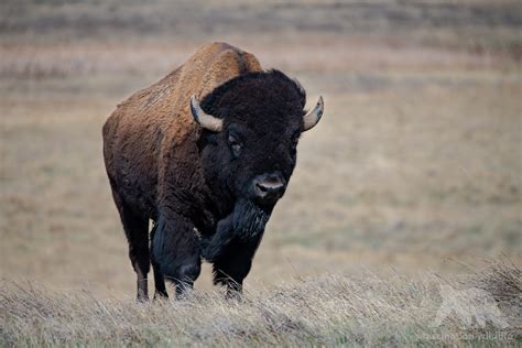 Wild Colorado - Fascination Wildlife