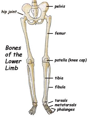 feliz: Leg Bones | Bones of the Leg