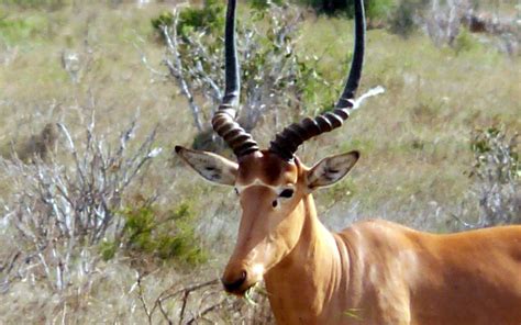 Only at Ishaqbini Hirola Conservancy - Kenya Geographic