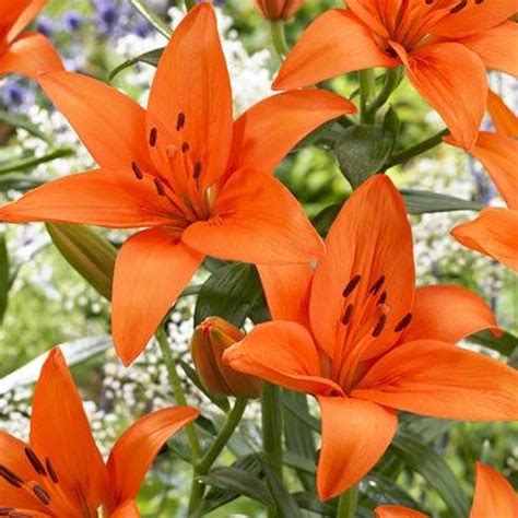 ORANGE TIGER LILY X 5 STEMS - FlowersAndServices®