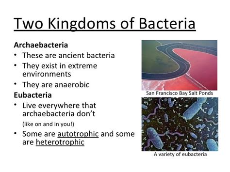 Domain Bacteria Examples