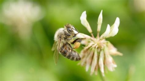 Honey bee species || BeeKeeping