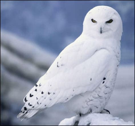 Snowy Owl Wallpapers - Wallpaper Cave