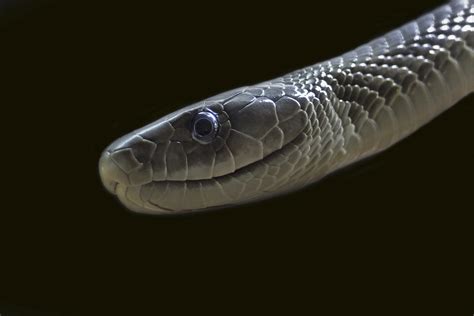 Black Mamba: Facts About One of Earth's Fastest and Most Venomous ...