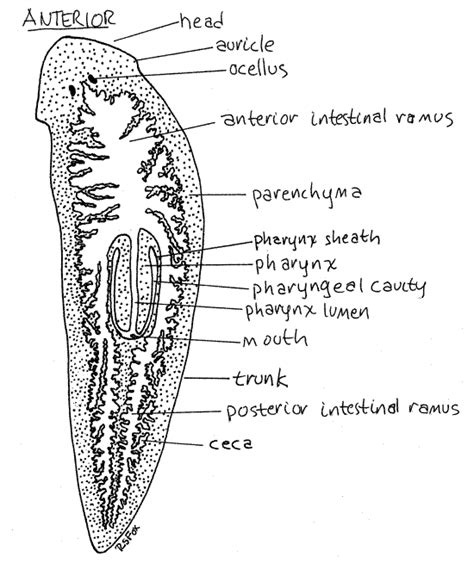 Diagram Of Planarian - Wiring Diagram Pictures