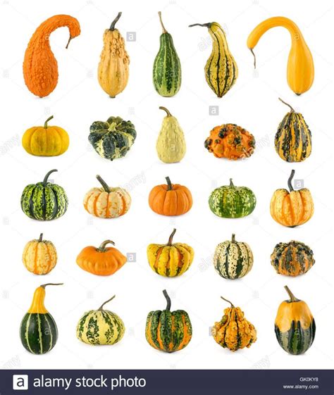 Image result for decorative gourds | Pumpkin varieties, Growing squash ...