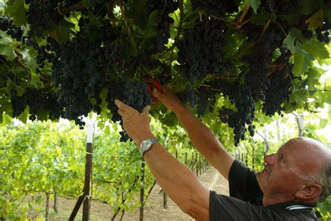 Harvesting grapes | Farmer harvesting grapes - supported thr… | Flickr