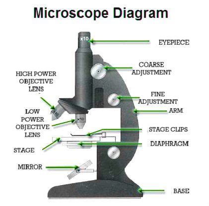 36 diagram of microscope parts - Diagram Resource 2022