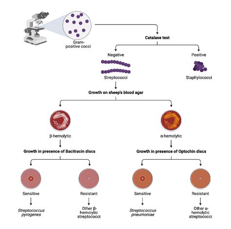 Identification Chart for Gram Positive Cocci | BioRender Science Templates