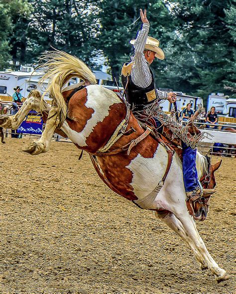 Saddle Bronc Photograph by David Paden - Fine Art America