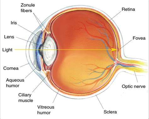 Eye Diagram - Cliparts.co