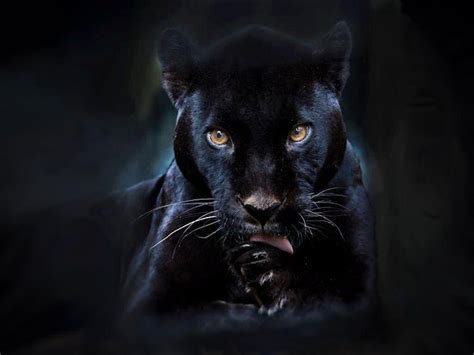 Black Panther Eyes Wallpapers - Top Free Black Panther Eyes Backgrounds ...