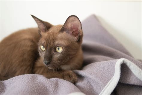 Most Popular Brown Cat Breeds [With Pictures]