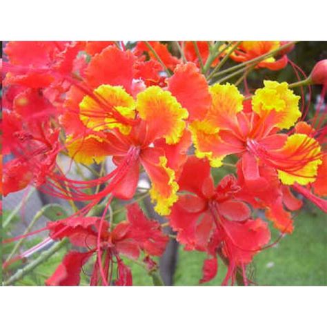 Buy Pride of Barbados Seeds - Rarexoticseeds