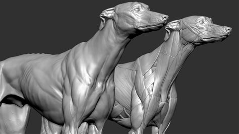 Dog muscles anatomy model - TurboSquid 1651540