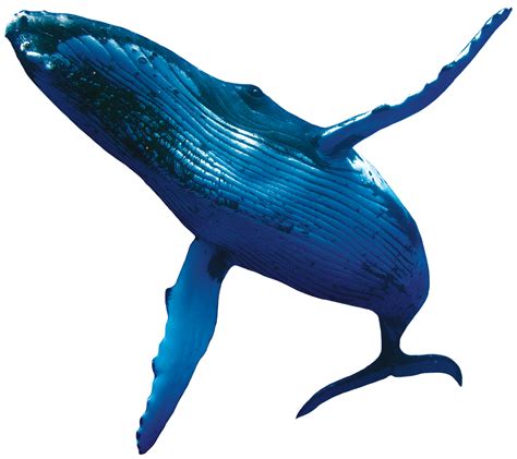 Humpback Whale PNG Images Transparent Background | PNG Play