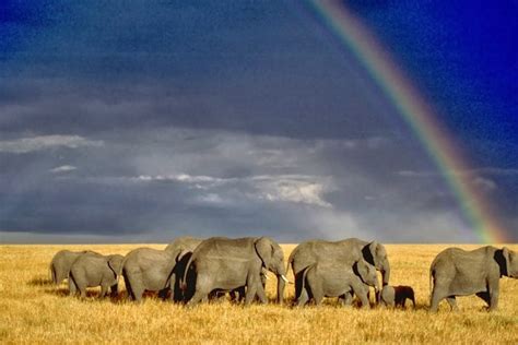 Hotel in Amboseli | Ol Tukai Lodge - TiCATi.com