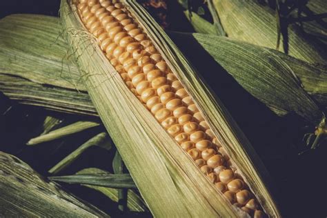 Easy Techniques for Shucking Corn