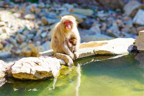 Japanese Snow Monkeys in Hot Springs of Nagano, Japan Stock Photo ...